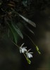 Adrorhizon purpurascens (Thwaites) Hook.f.